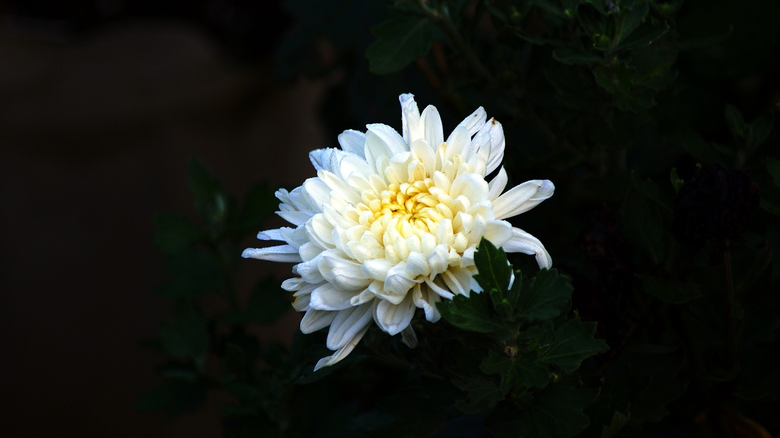 이미지=픽사베이.