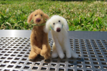 [슬가람시인들] <애착인형>