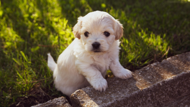 [대안학교로 간 어린이철학] 반려동물 Vs. 가축동물