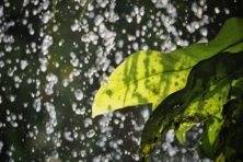 [슬가람시인들] <소나기>