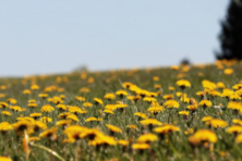 [슬가람시인들] <쥐바라숭꽃>