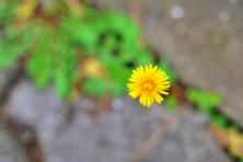 [슬가람시인들] <꽃 하나>